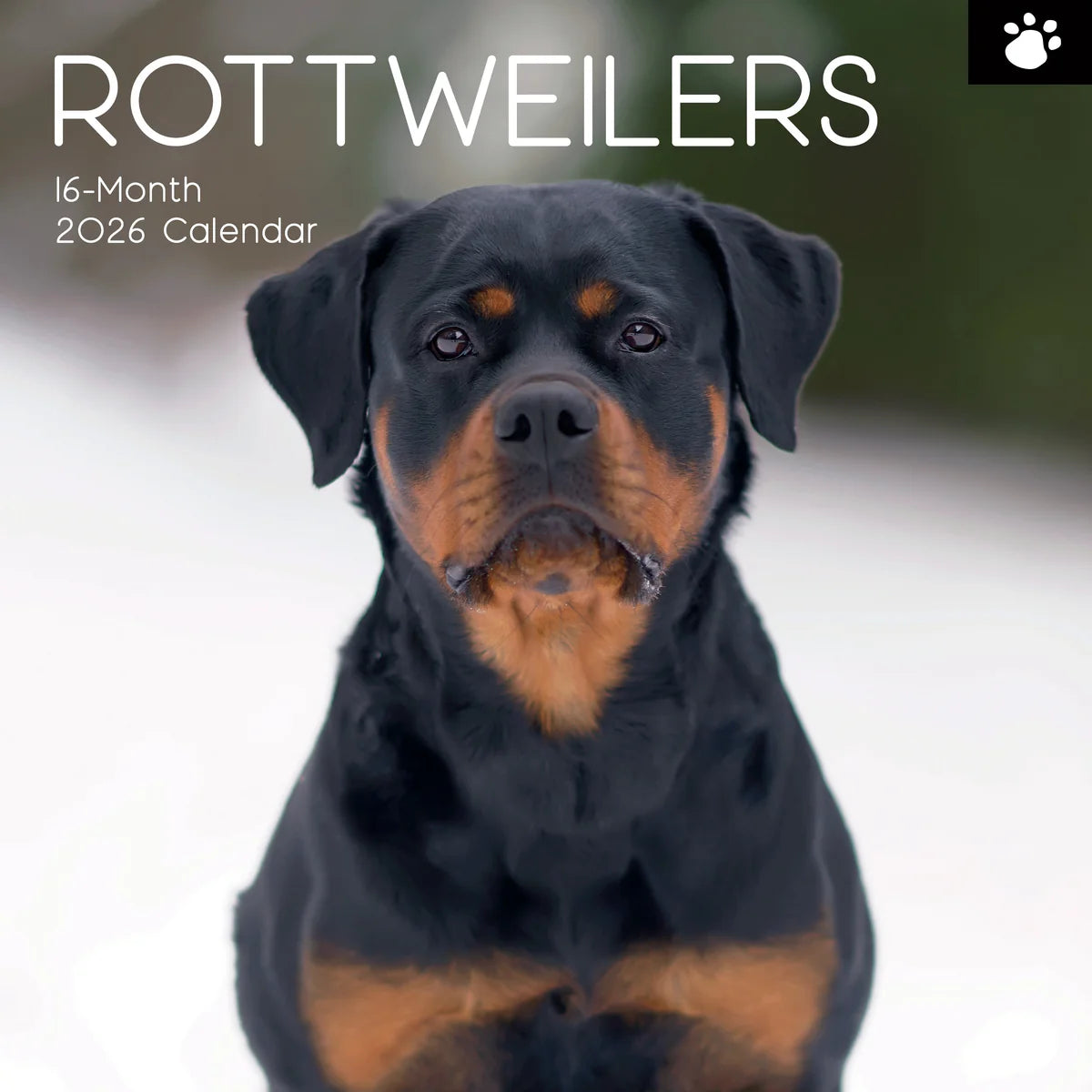 2026 Paw Prints Rottweilers – Square Wall Calendar| The Gifted Stationery Co. (GSC261120) 2026 Paw Prints Rottweilers – Square Wall Calendar| The Gifted Stationery Co. (GSC261120)